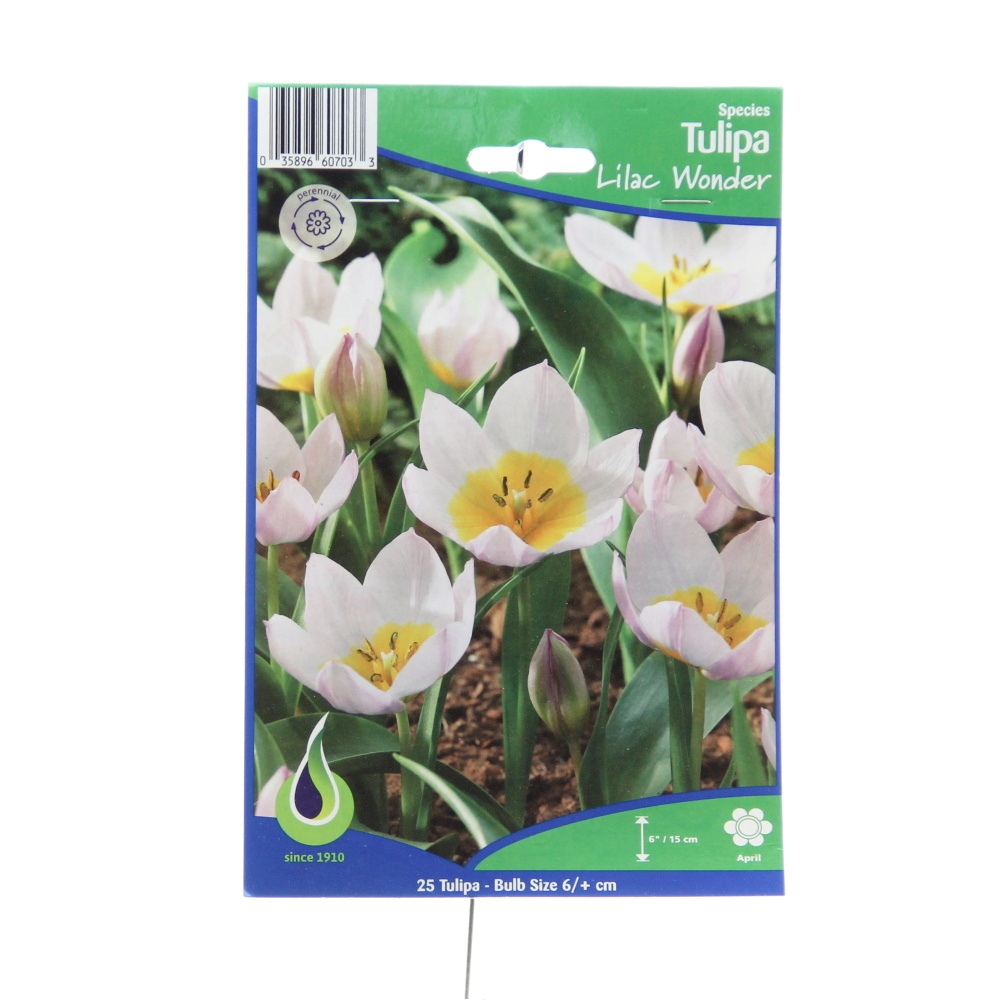 Rostliny - Tulipán 'Lilac Wonder' 25ks