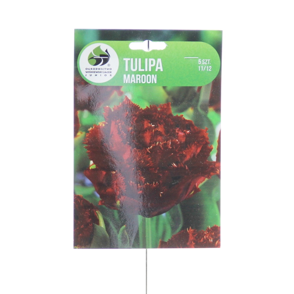 Rostliny - Tulipán 'Maroon' 5ks