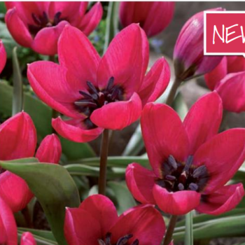 Rostliny - Tulipán 'Violacea Black Base' 25ks