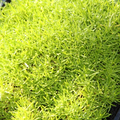 Skalničky - Úrazník šípovitý 'Adamič' 9cm