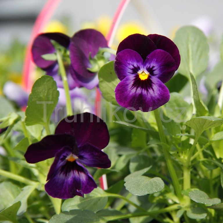 Nádobové květiny - Violka zahradní 10pack