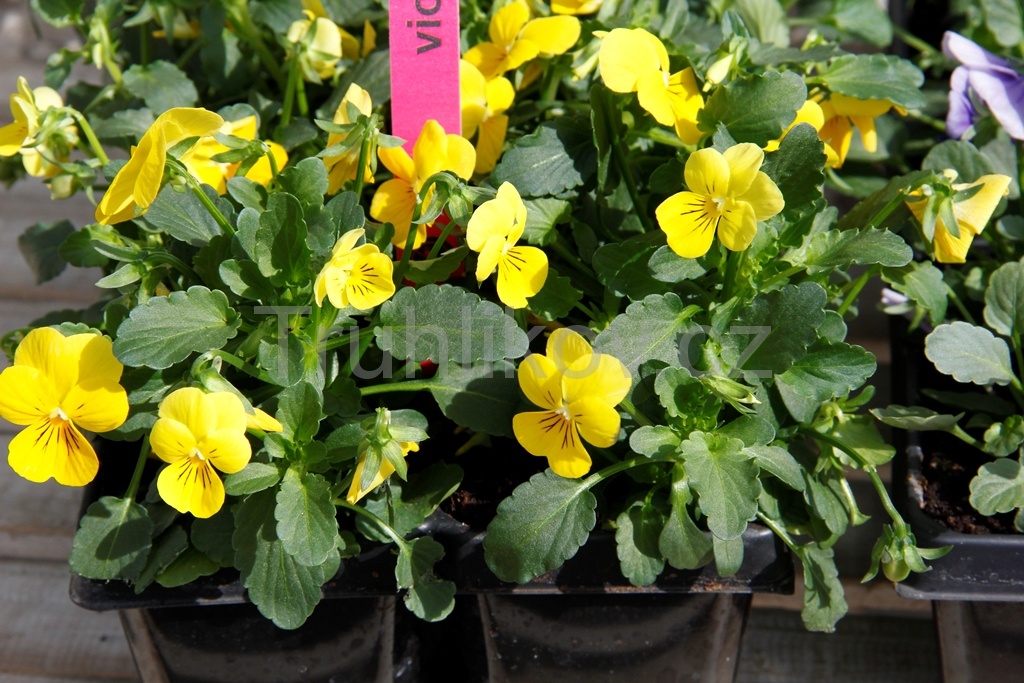 Violka zahradní 10pack-1