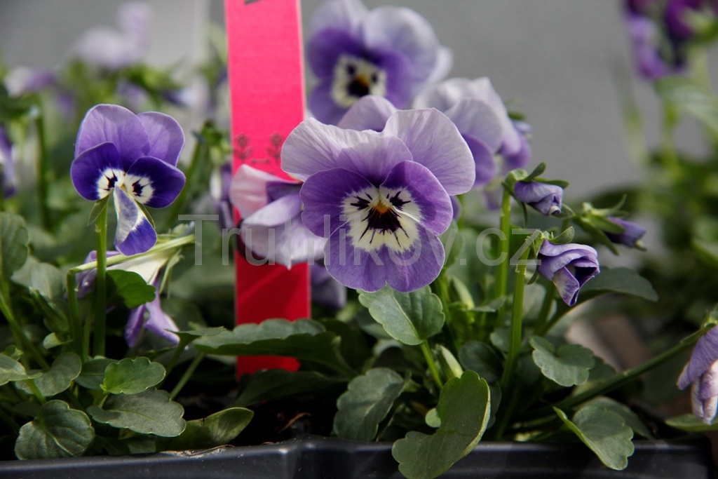 Violka zahradní 10pack-2