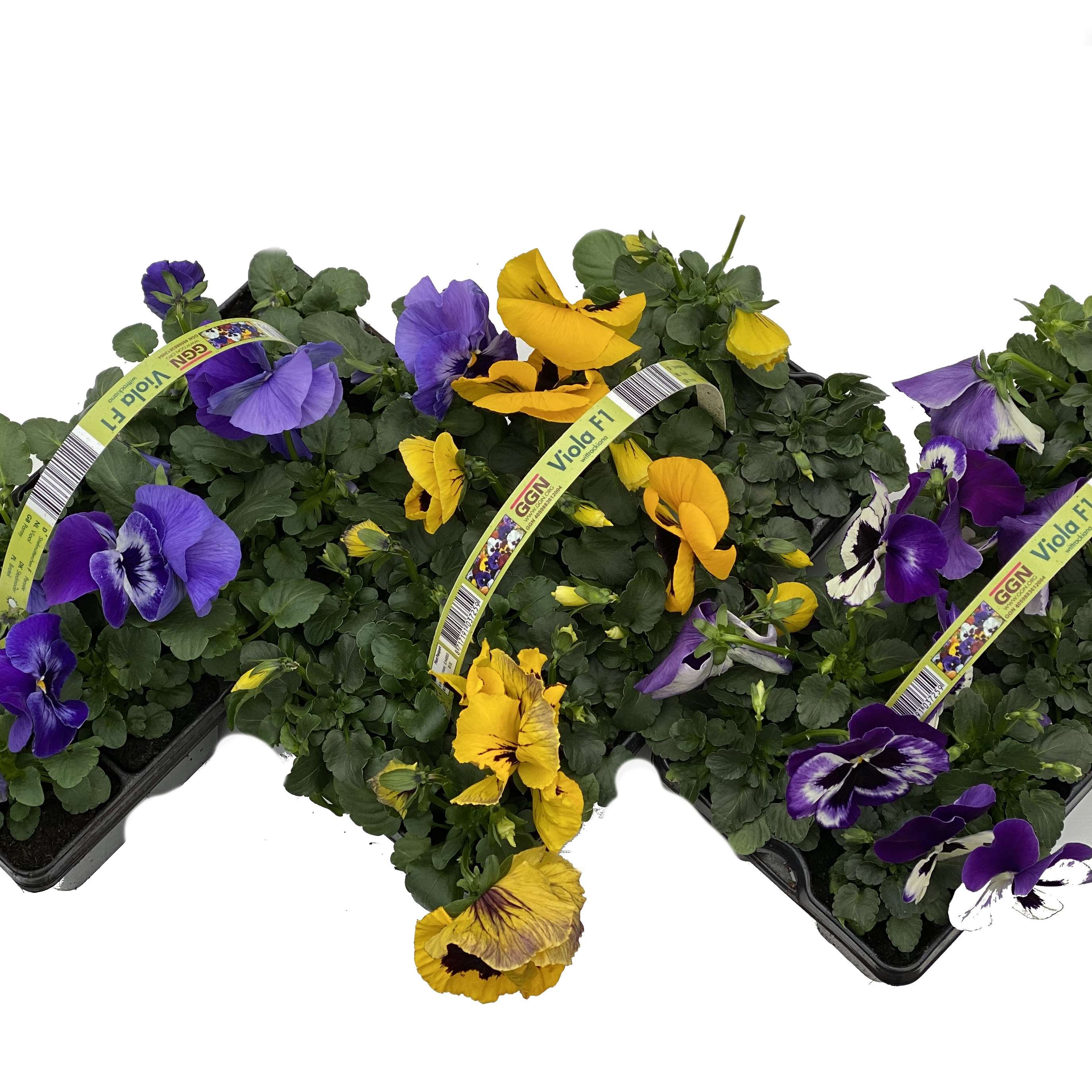 Violka zahradní 10pack-4