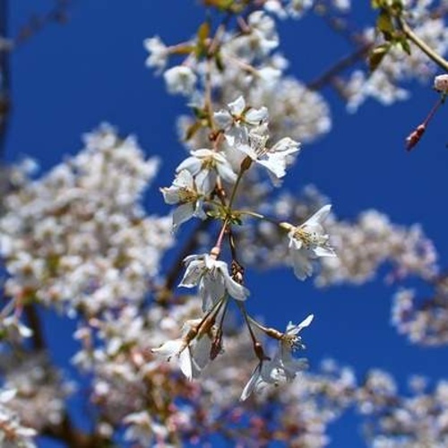 Rostliny - Višeň chlooupkatá 'Pendula' obvod 12/14, 70 litrů