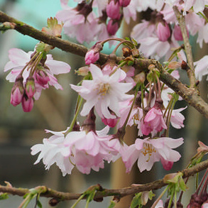 Rostliny - Višeň chloupkatá 'Autumnalis' květináč 12 litrů, kmínek 80cm, stromek