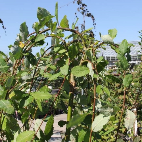 Rostliny - Vrba jíva 'Pendula' kmínek 140cm