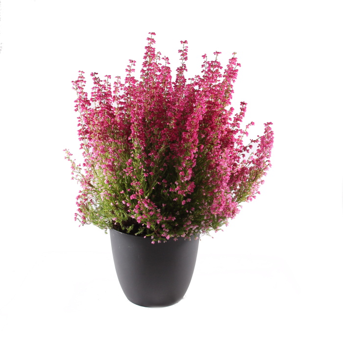 Podzimní rostliny - Vřesovec Beauty Queens květináč 17cm