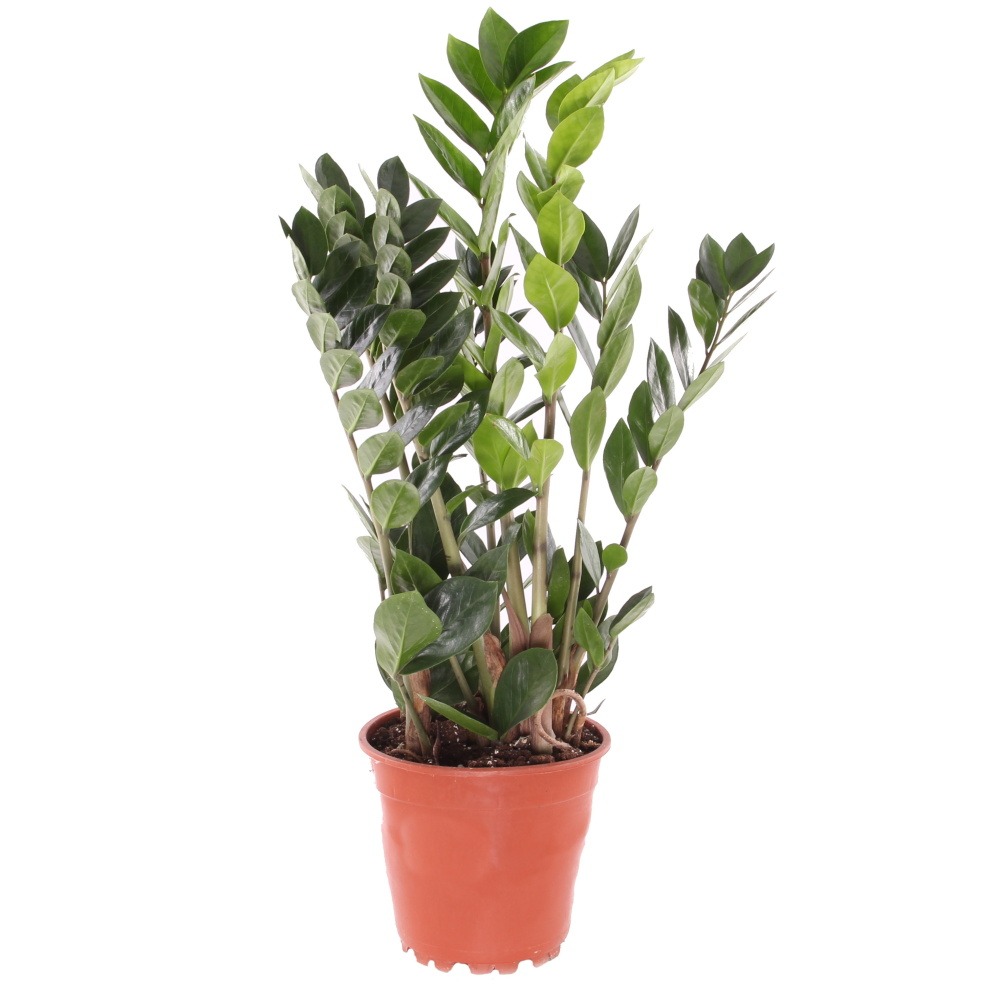 Pokojové rostliny okrasné listem - Zamiokulkas květináč 17cm