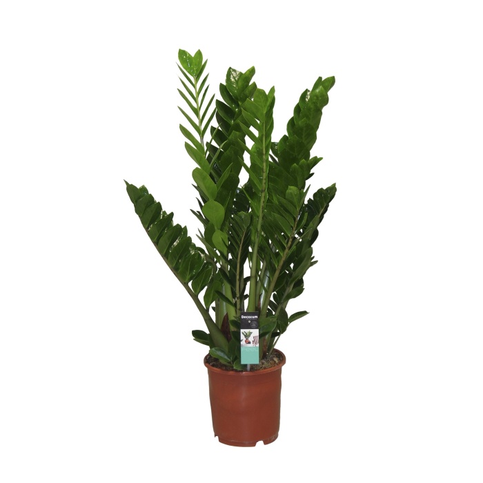 Pokojové rostliny okrasné listem - Zamiokulkas zamiolistý 8-10 litů, květináč 27cm
