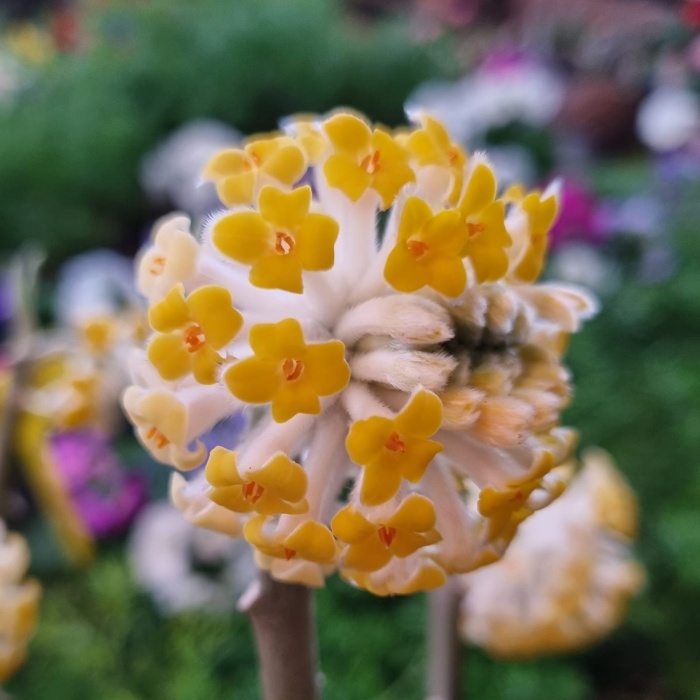 Rostliny - Zanice nádherná 'Grandiflora' výška 80/100cm, květináč 12 litrů