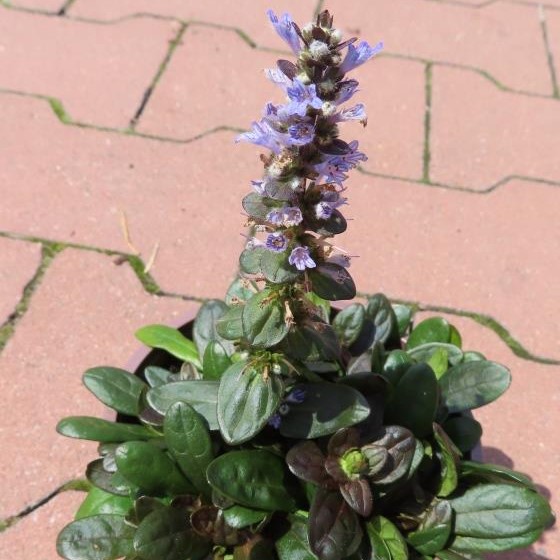 Podzimní rostliny - Zběhovec plazivý 'Mini Mahagony' květináč 12cm