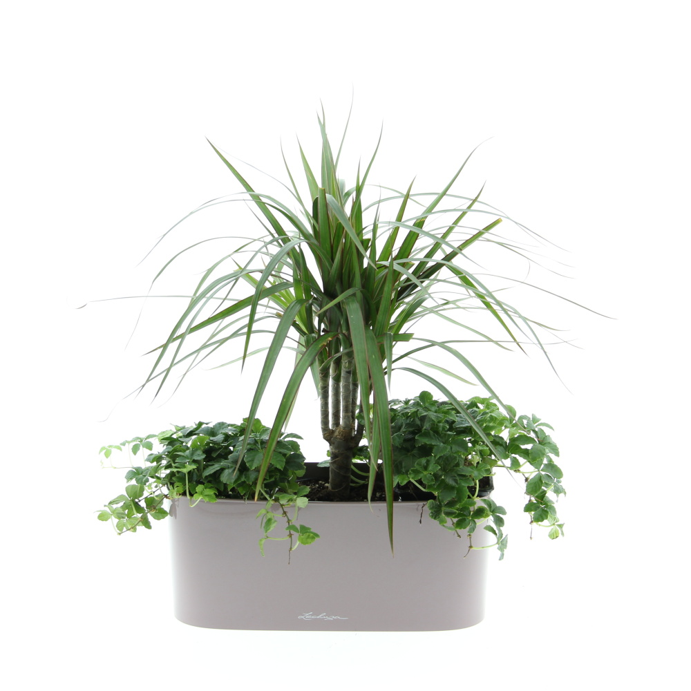 Zelený vodopád truhlík Lechuza 30cm-0