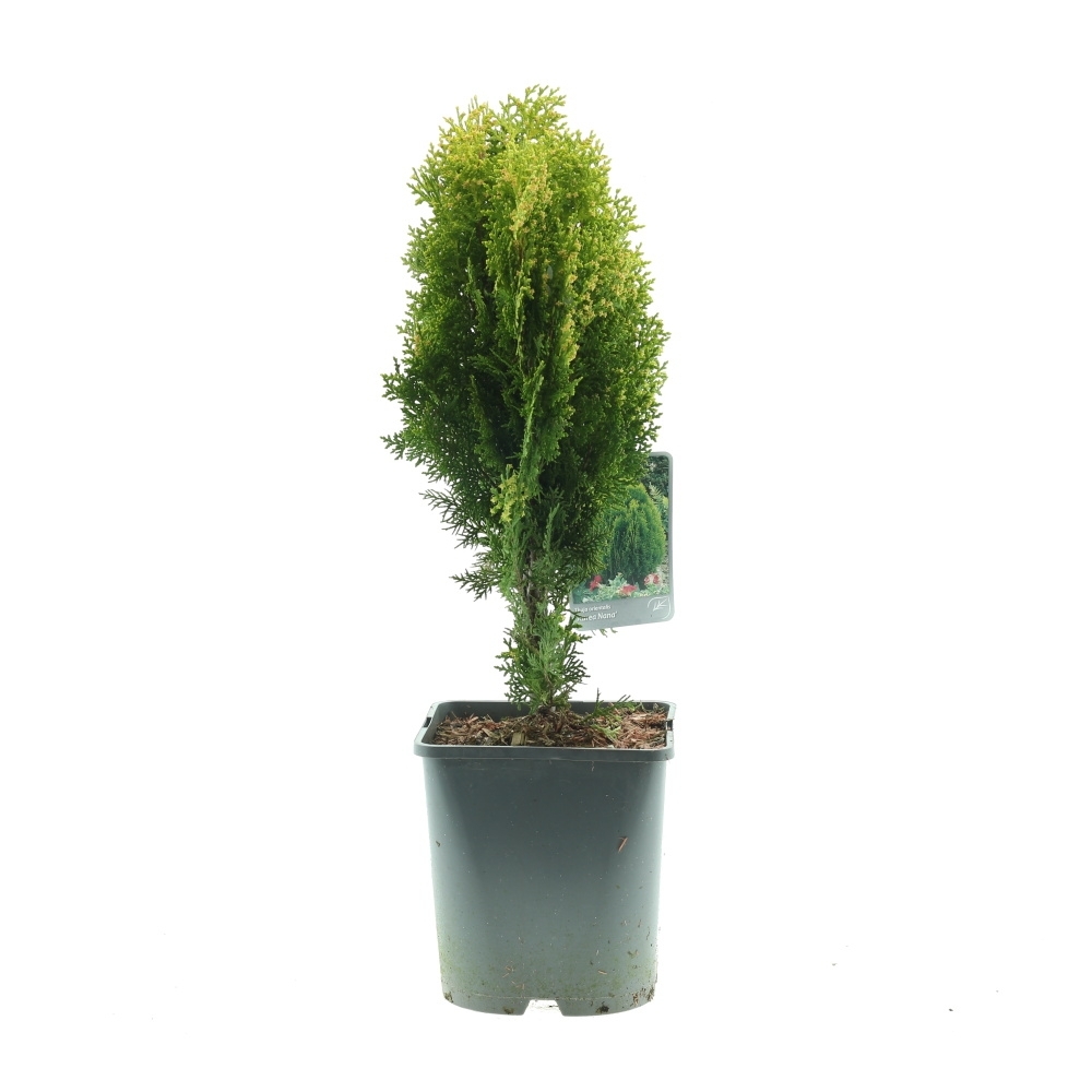 Zakrsle rostoucí jehličnany - Zerav východní Aurea Nana výška 30/40cm, květináč 5 litrů