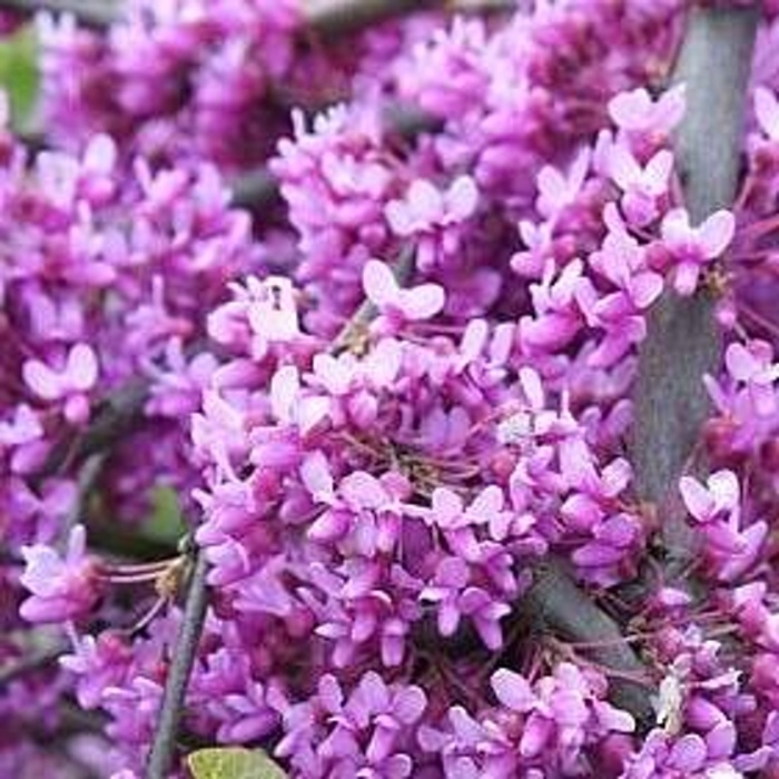 Rostliny - Zmarlika kanadská 'Lavender Twist' výška 125/150cm, květináč 32 litrů